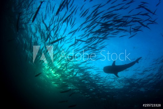 Bild på Whale Shark and school of Chevron Barracuda fish 